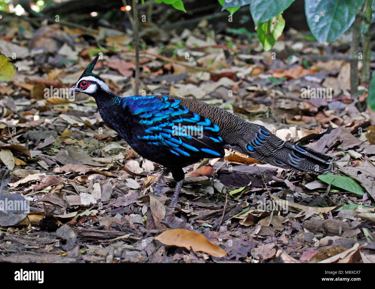 Palawan pfaufasan Fotos und Bildmaterial in hoher Auflösung Alamy