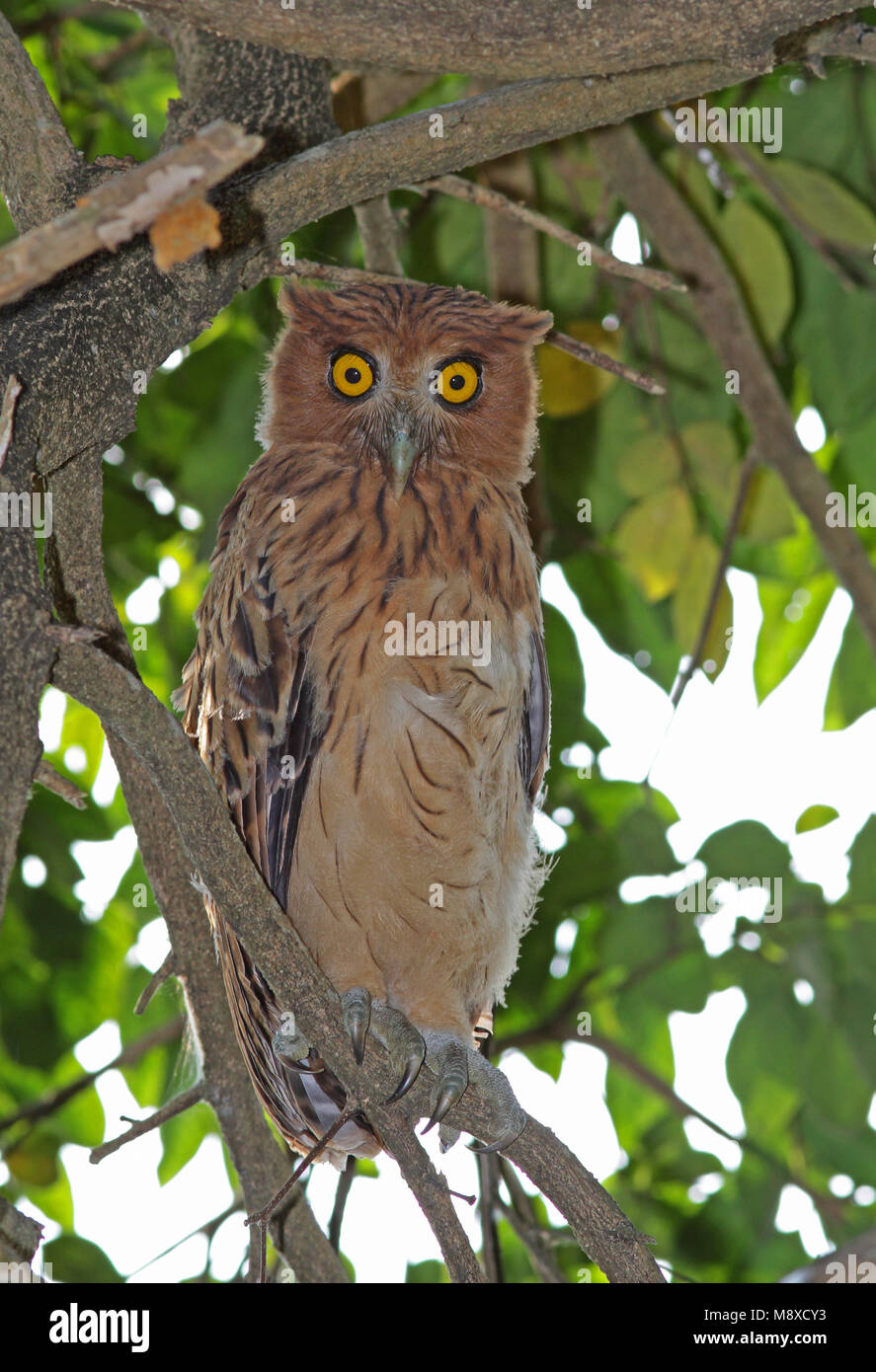 Filippijnse Oehoe zittend in Ausleger, philippinische Eagle-Owl thront im Baum Stockfoto