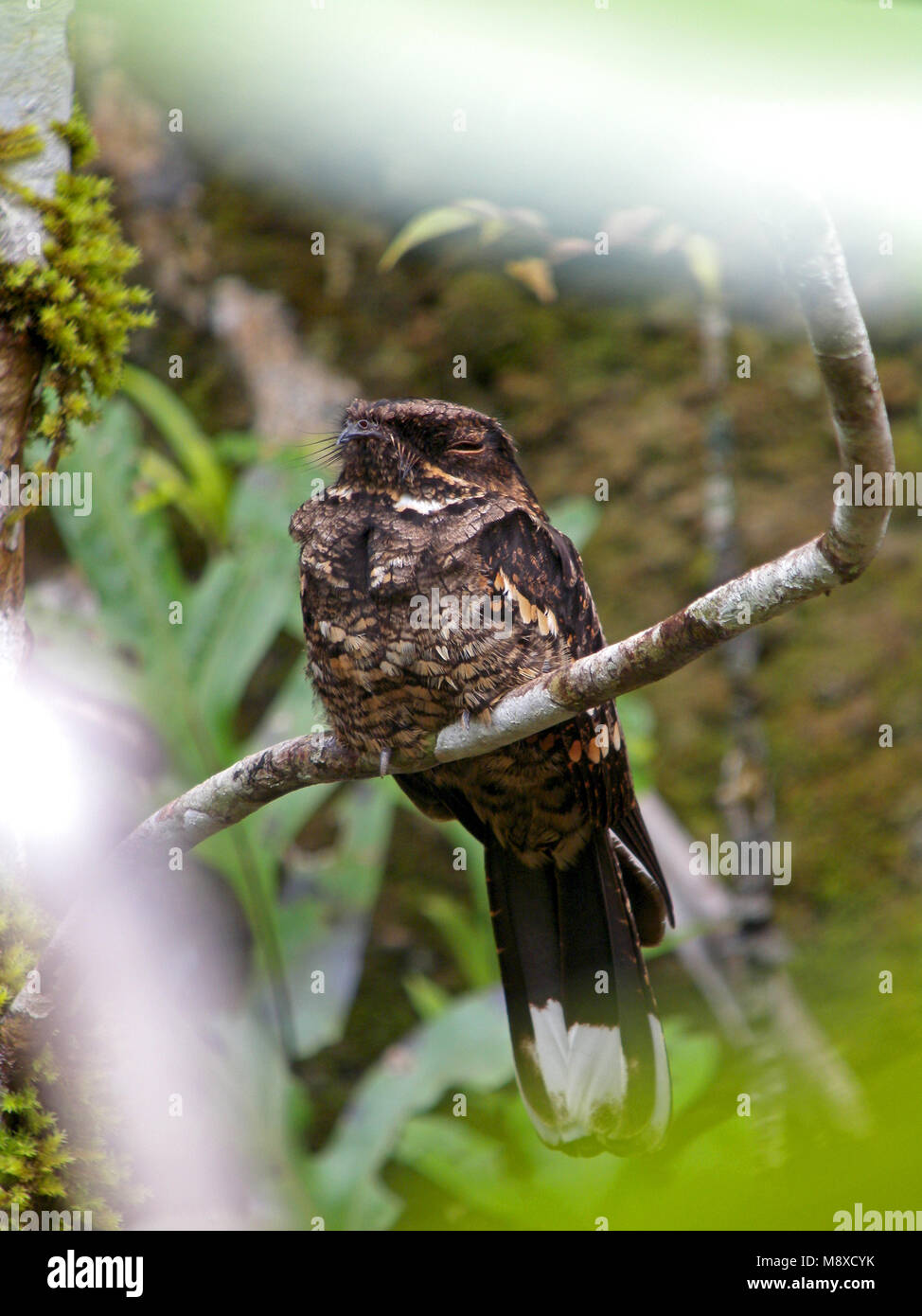 Filippijnse Nachtzwaluw zittend in Ausleger, philippinische Nightjar thront im Baum Stockfoto