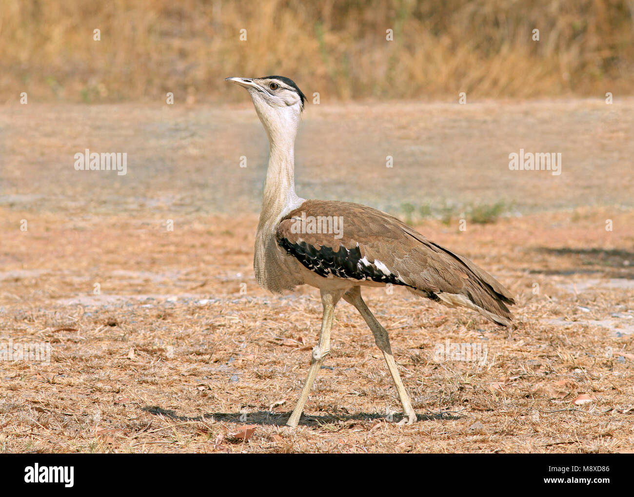 Vogel Bild gemacht von Pete Morris Stockfoto