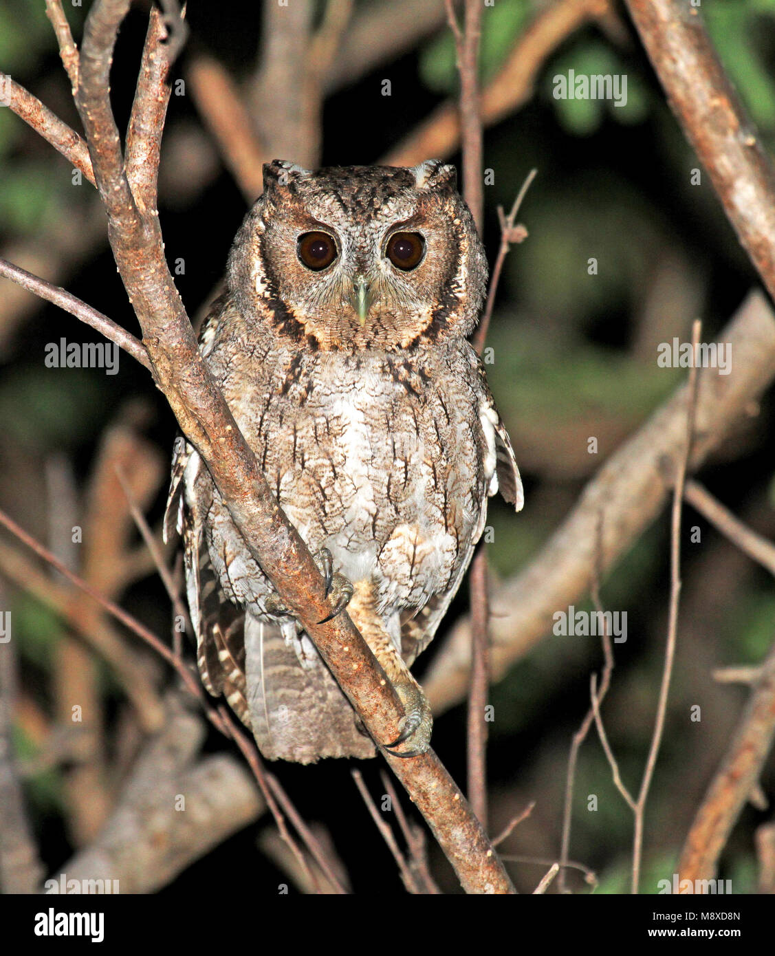 Nachtelijke Balsasschreeuwuil; Balsas Screech-Owl (Megascops seductus) aktiv während der Nacht Stockfoto