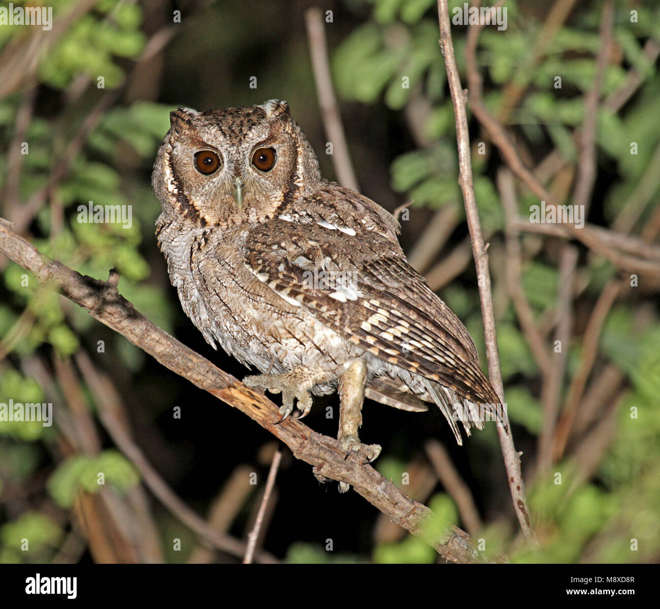 Nachtelijke Balsasschreeuwuil; Balsas Screech-Owl (Megascops seductus) aktiv während der Nacht Stockfoto