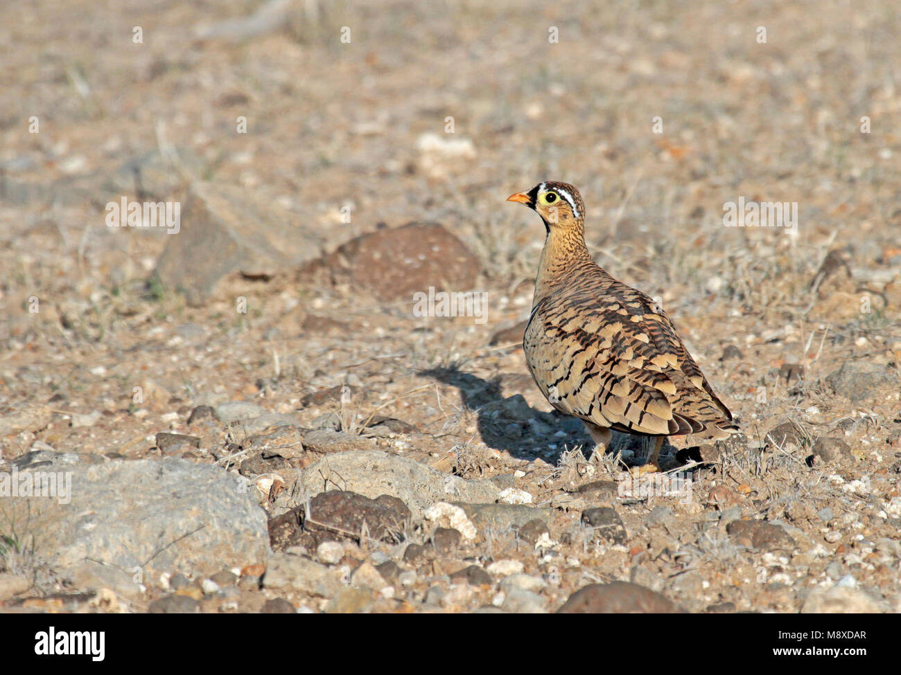 Mann Maskerzandhoen; männliche Schwarze-faced Sandgrouse (Pterocles decoratus) Stockfoto