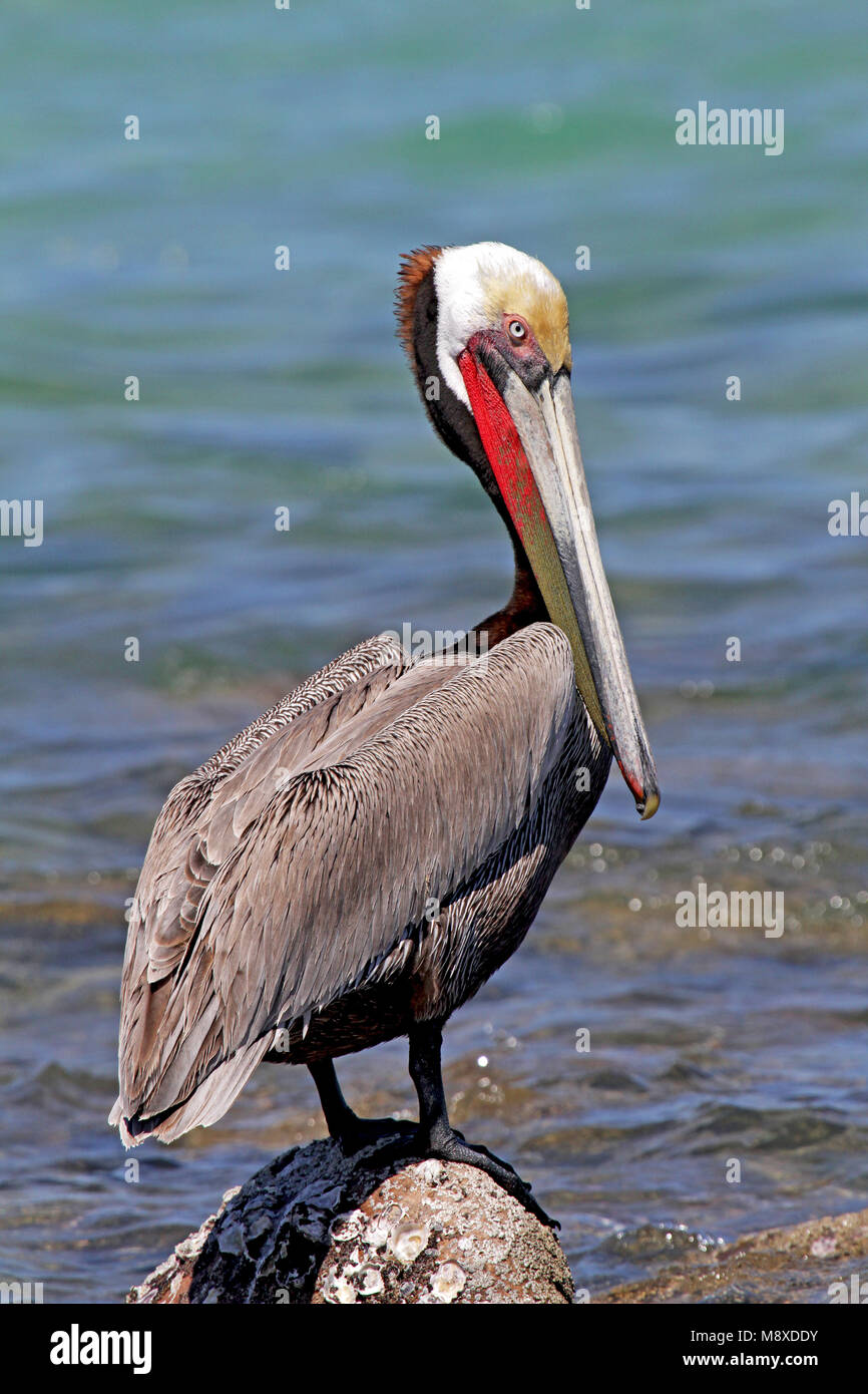 Bruine Pelikaan, Brauner Pelikan, Pelecanus occidentalis bezeichnet Stockfoto