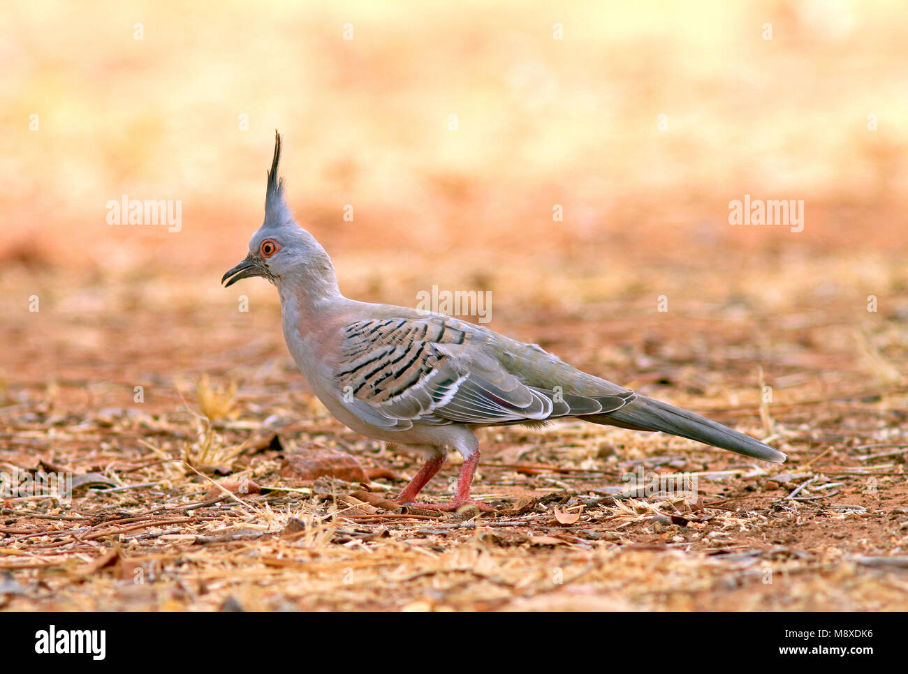Vogel Bild gemacht von Pete Morris Stockfoto