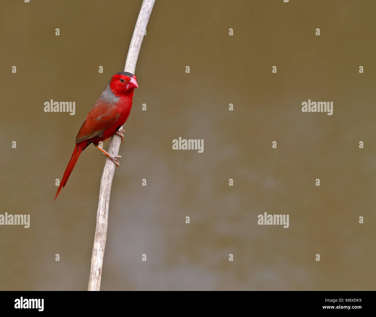 Zonastrild, gemeinsame Crimson Finch Stockfoto