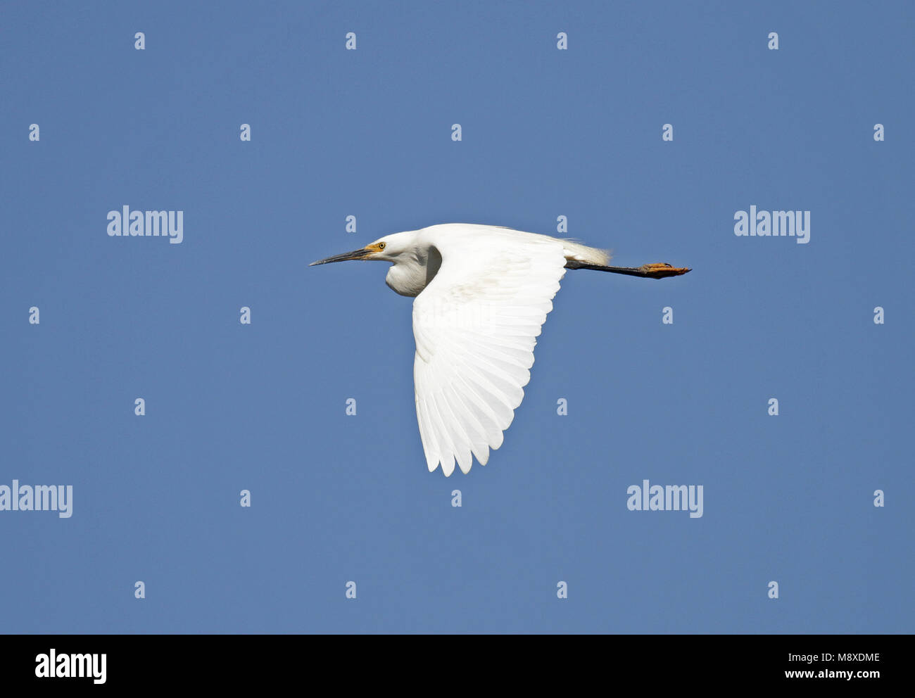 Madagaskarzilverreiger, Dimorphic egret, Egretta dimorpha Stockfoto