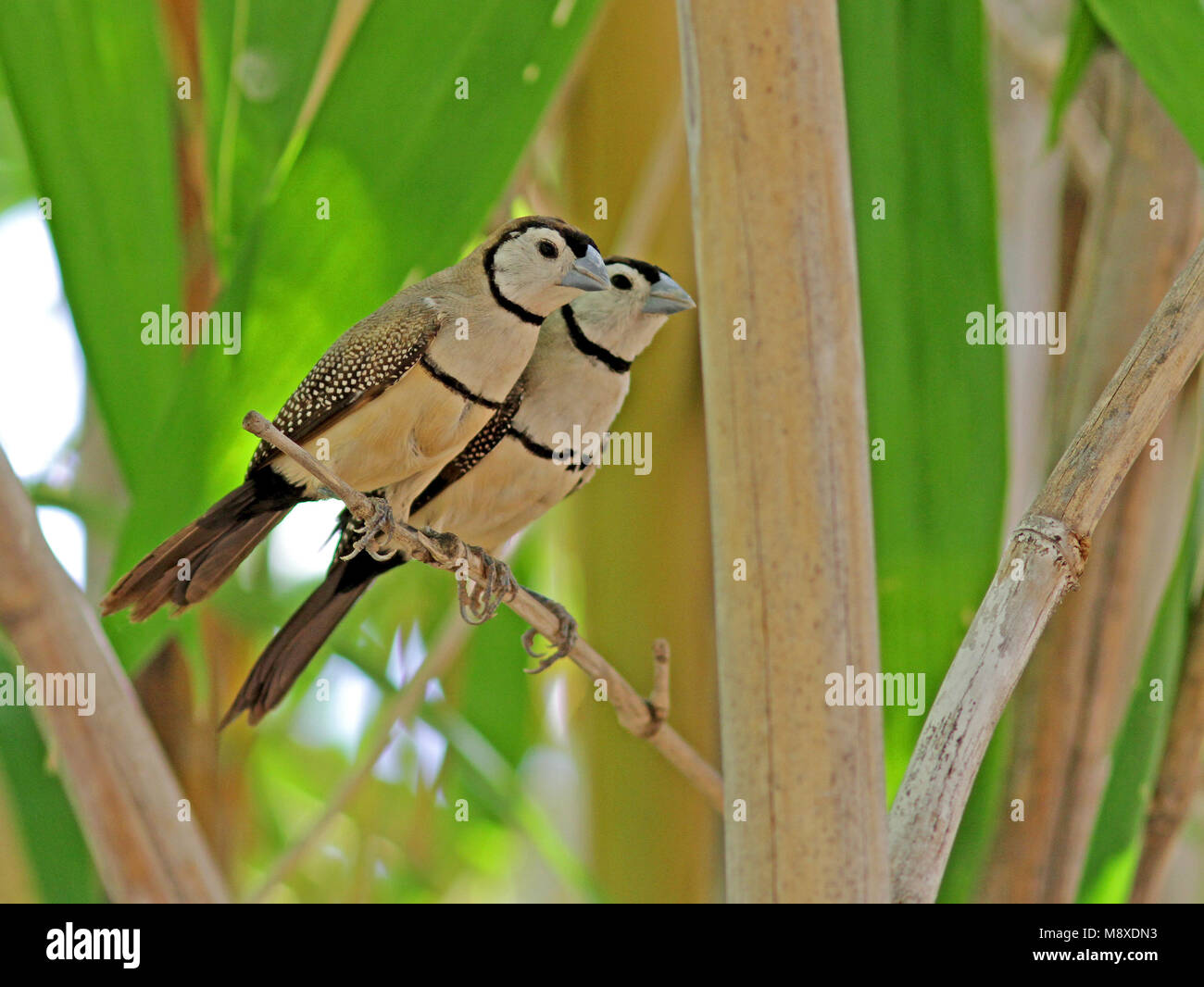 Bichenows Astrild, Doppelklicken gesperrt Finch Stockfoto