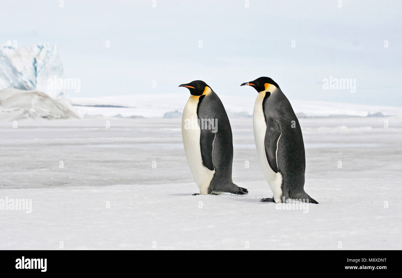 Keizerspinguïn; Kaiser Pinguin Stockfoto