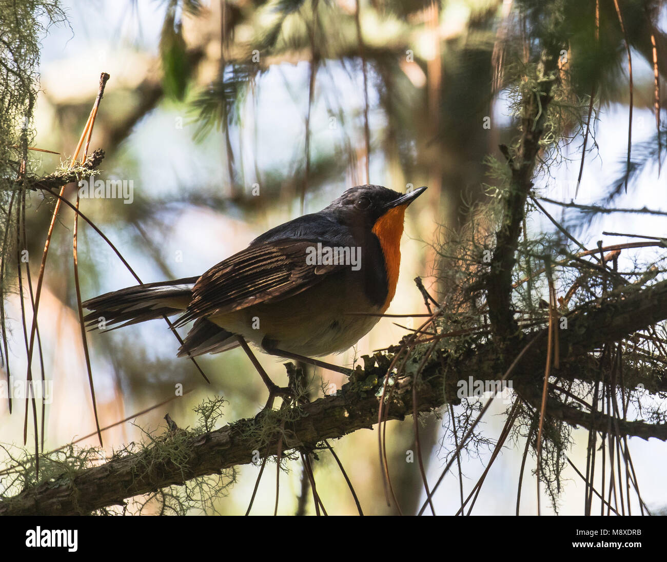 Pater Davids nachtegaal, Firethroat Stockfoto