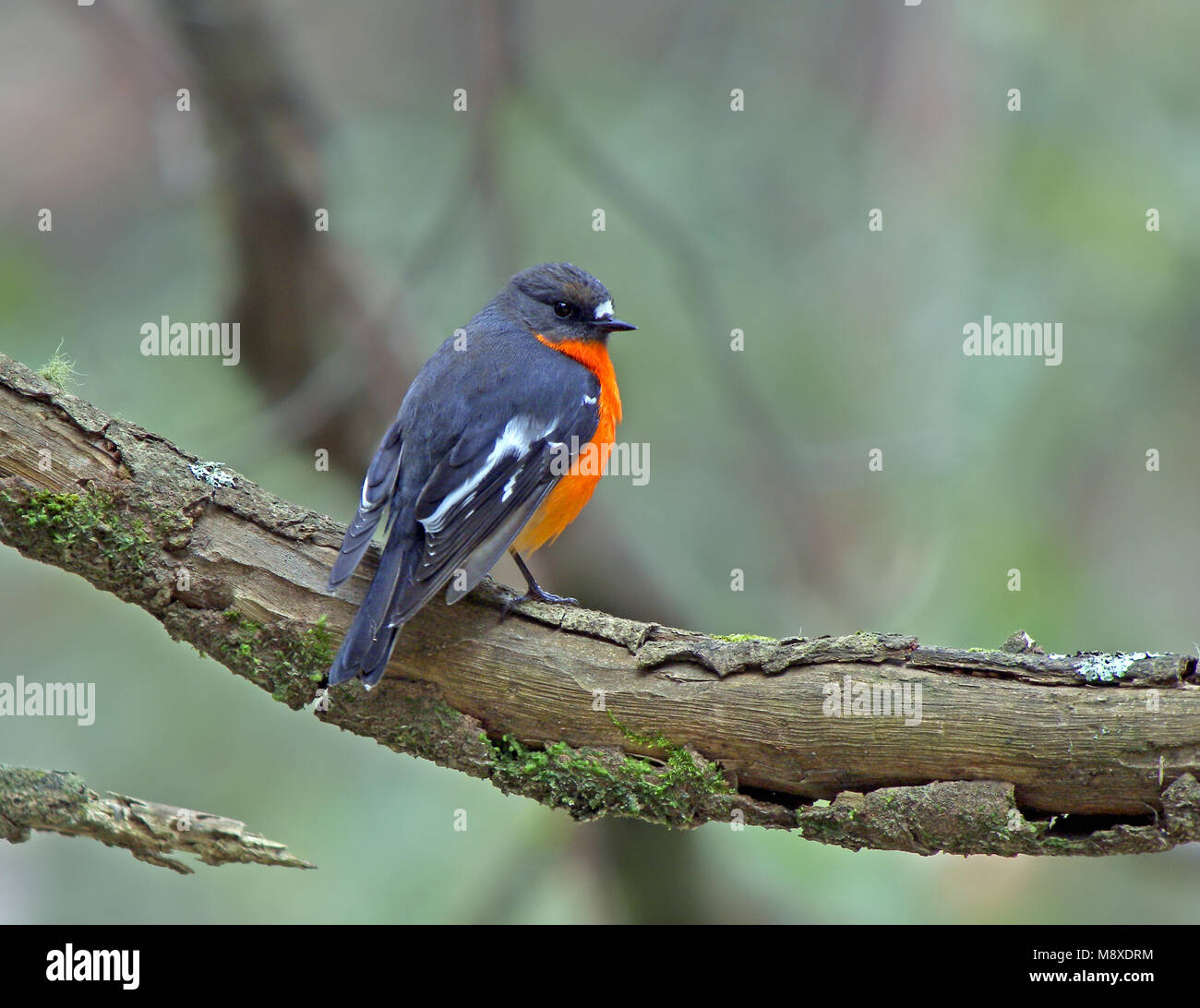 Die flamme Robin ist in gemäßigten Regionen des südöstlichen Australien und Tasmanien gefunden, obwohl es im Südwesten und Westen weniger üblich ist. Ich Stockfoto