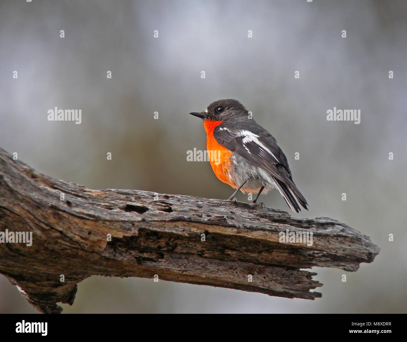 Die flamme Robin ist in gemäßigten Regionen des südöstlichen Australien und Tasmanien gefunden, obwohl es im Südwesten und Westen weniger üblich ist. Ich Stockfoto