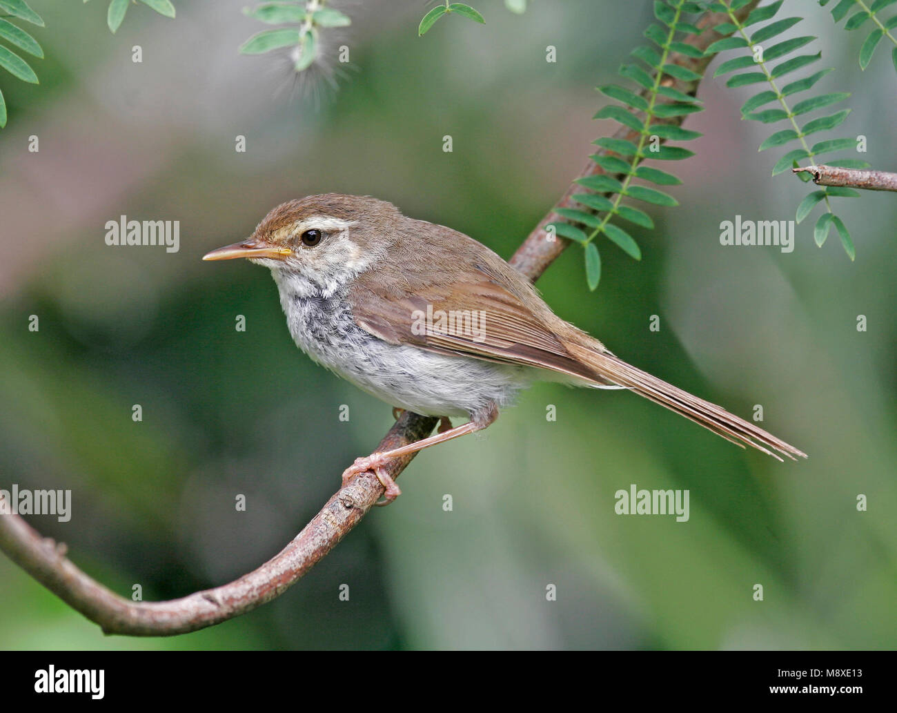 Japanischen Bush-Warbler Struikzanger, Japanisch Stockfoto