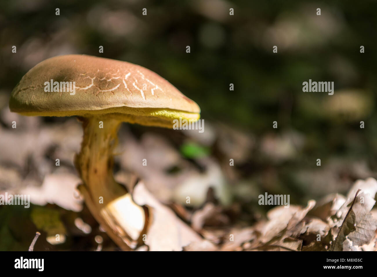 Ein Pilz bolete in einem Wald im Hintergrund Stockfoto