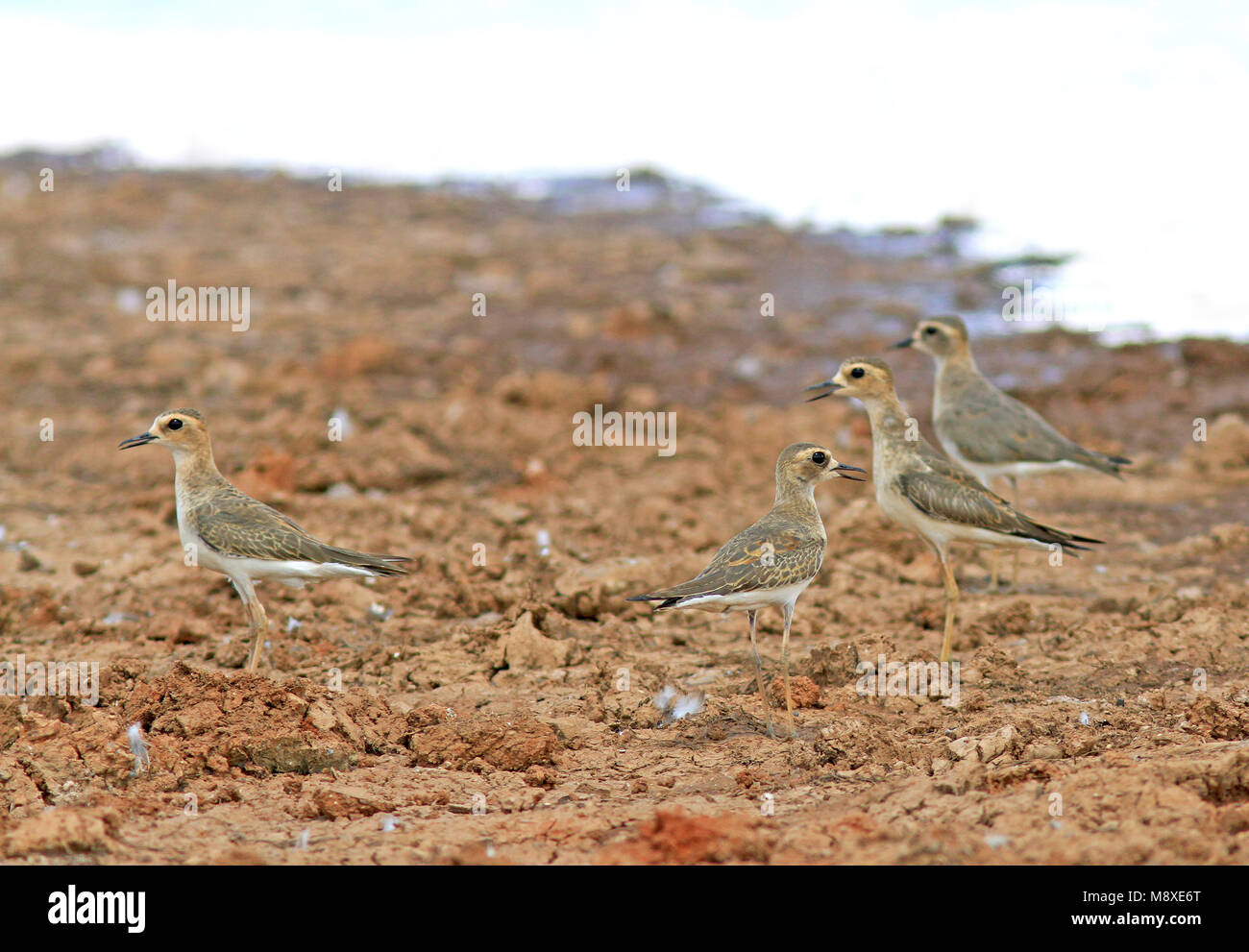 Overwinterende Steppeplevier in Allemagne; Überwinterung orientalische Plover (Charadrius veredus) in Australien. Etwa 90% der Orientalischen Regenpfeifer, die Th Stockfoto