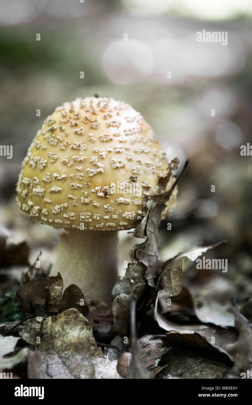 Giftige Pilze blusher im Wald Blätter Stockfoto