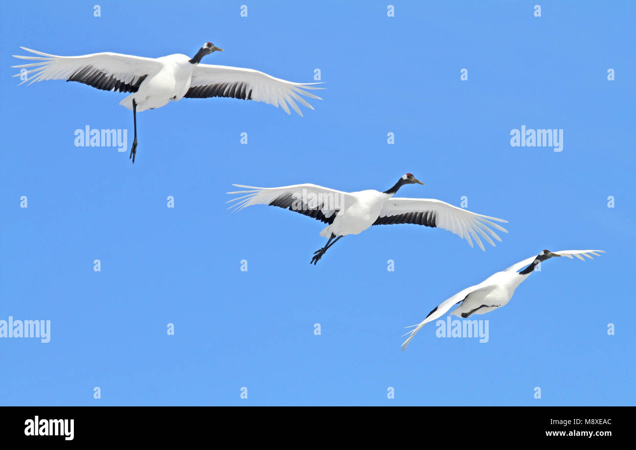 Chinesische Kraanvogel vliegend, rot-gekrönten Kran fliegen Stockfoto