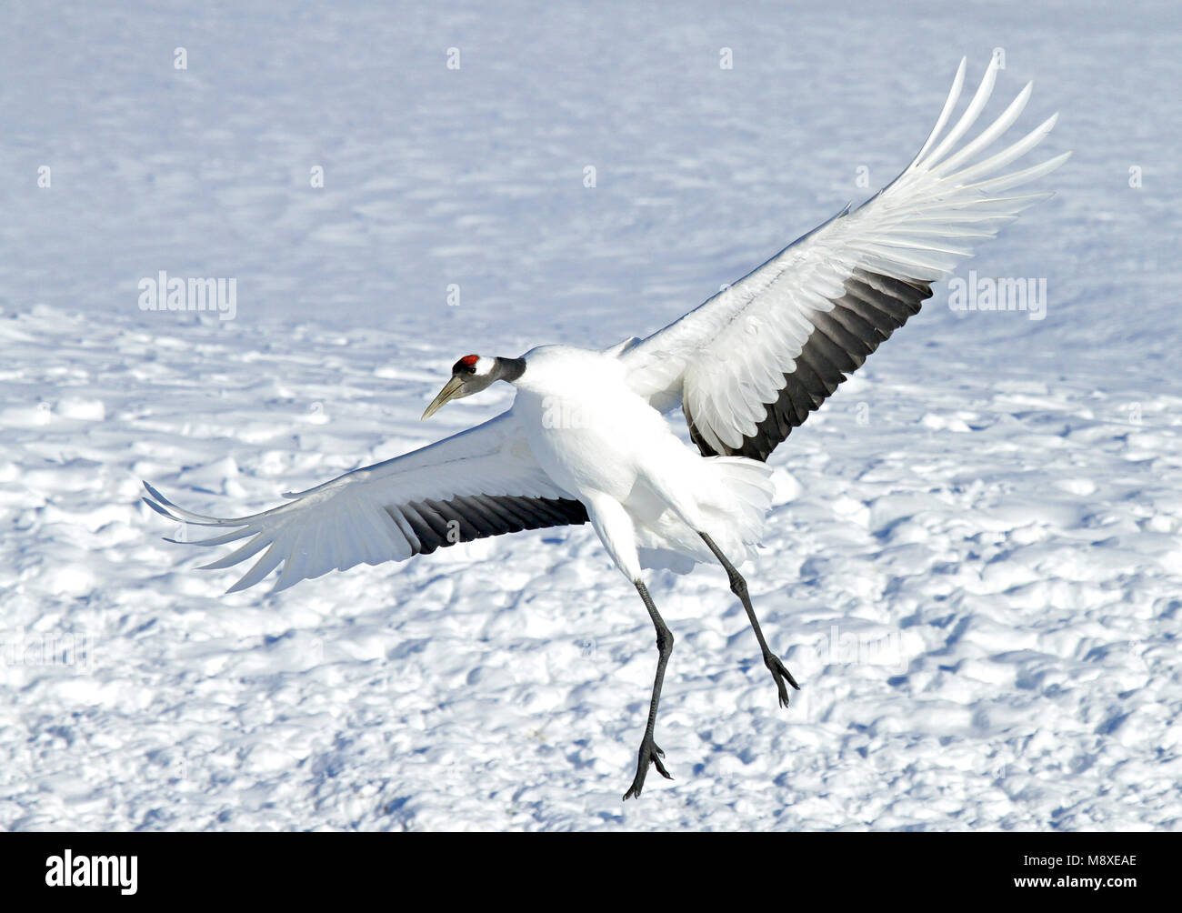 Chinesische Kraanvogel vliegend, rot-gekrönten Kran fliegen Stockfoto