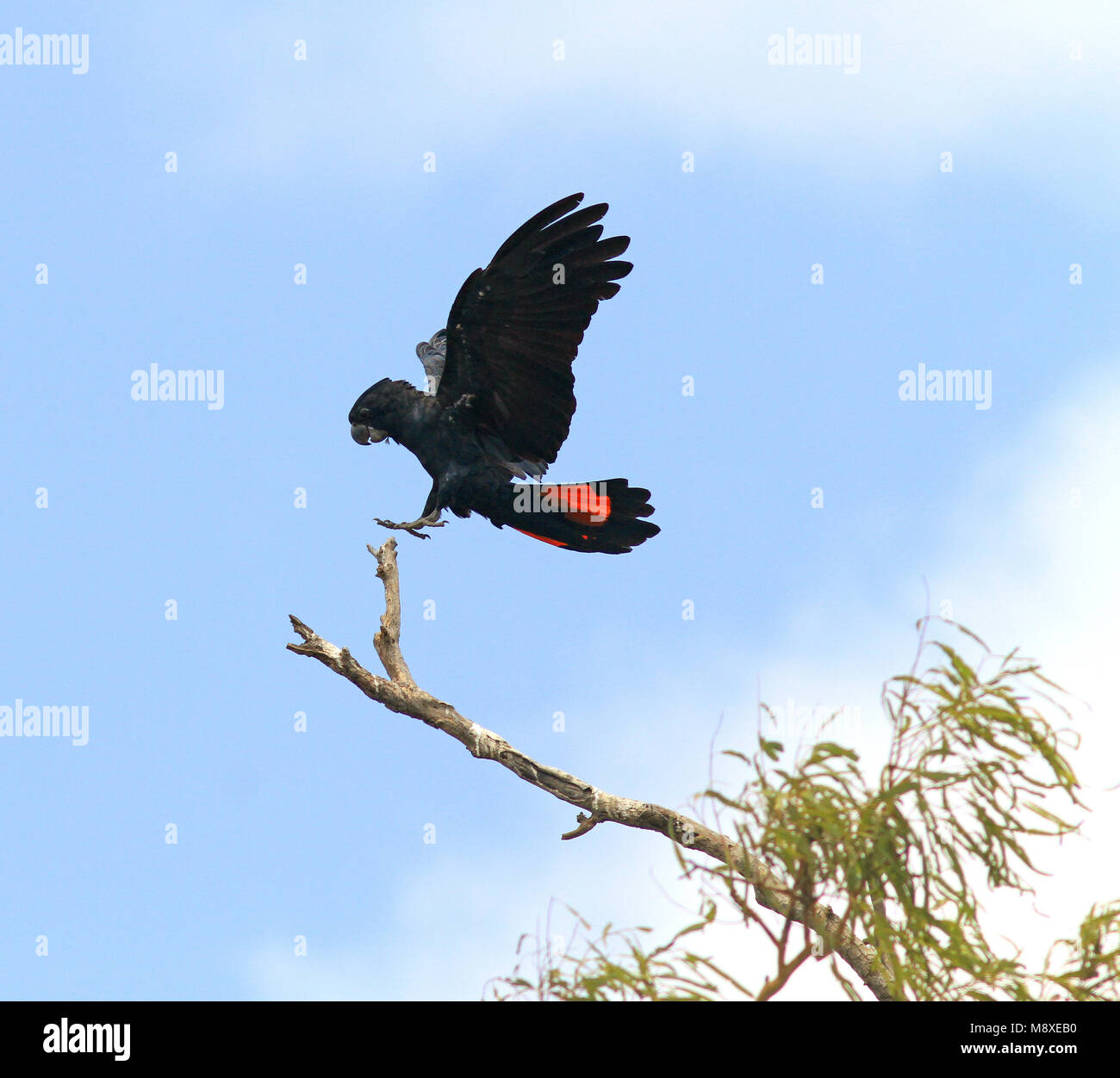 Vogel Bild gemacht von Pete Morris Stockfoto