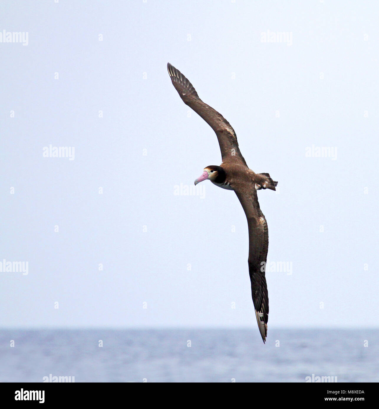 Stellers Albatros; Short-tailed Albatros Stockfoto