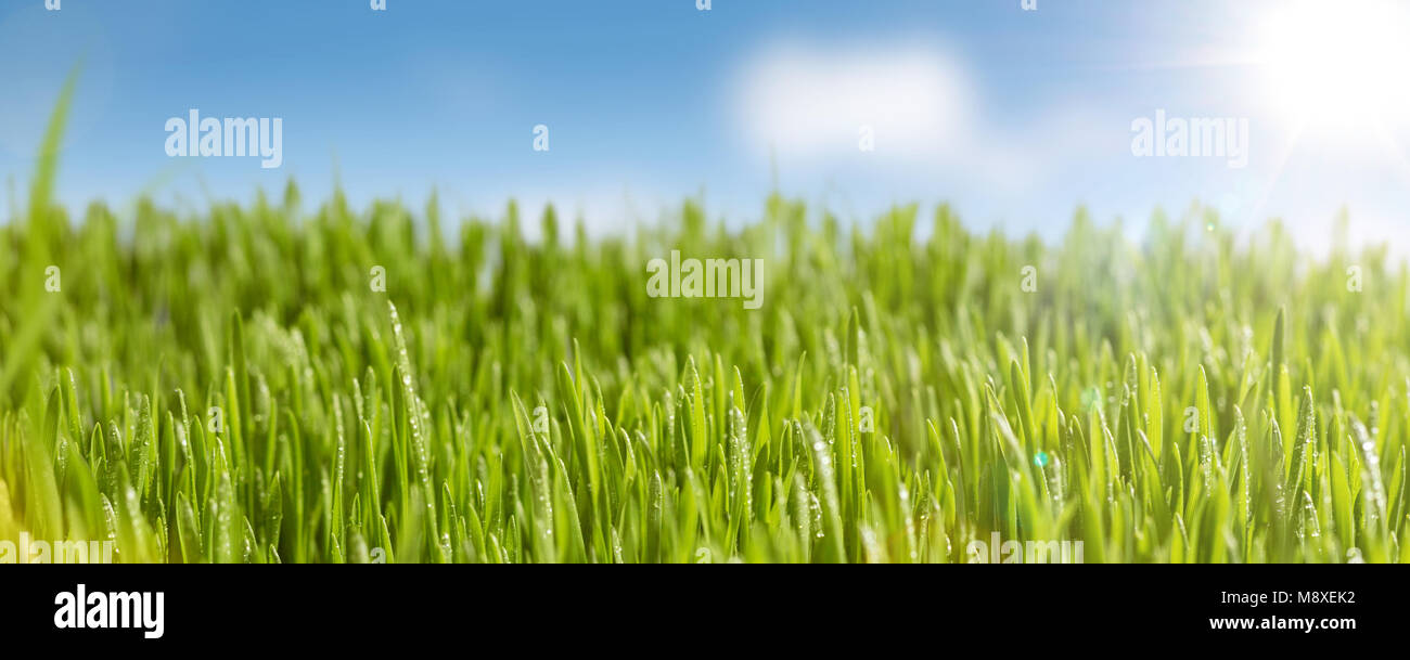 Saftiges Gras und Sonnenschein panorama Stockfoto