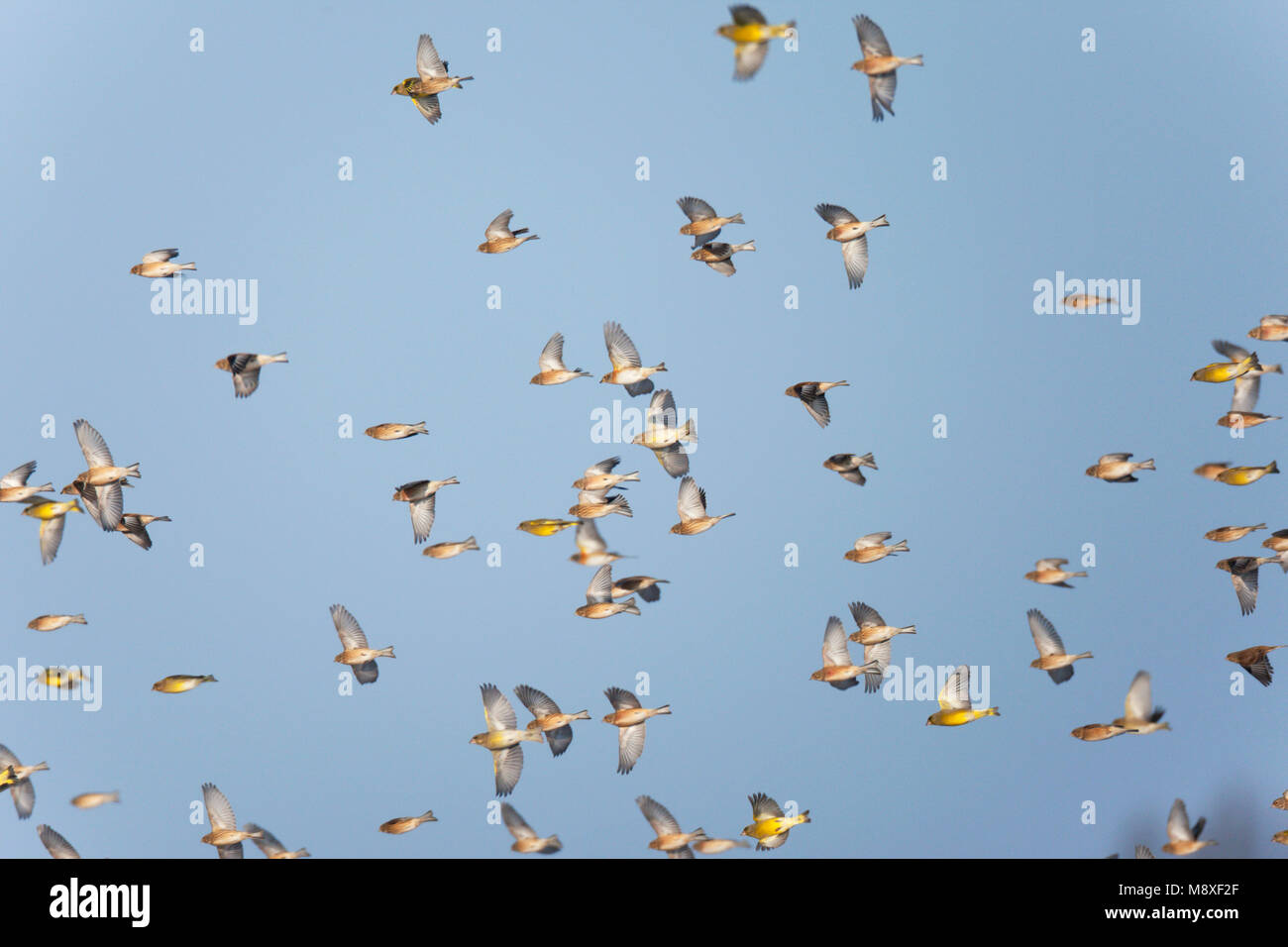 Finches flying Fotos und Bildmaterial in hoher Auflösung Alamy
