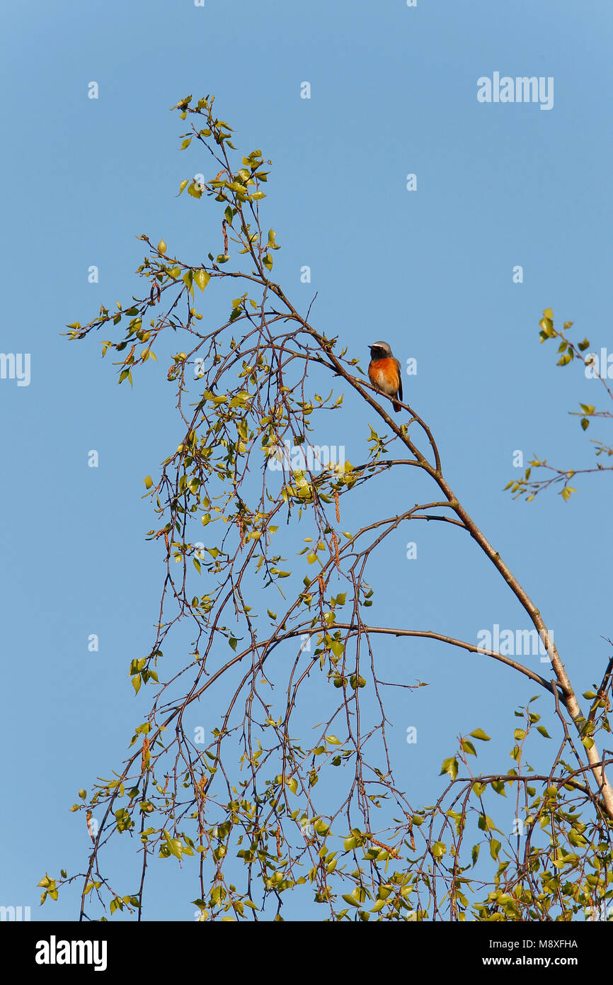 Sfeerbeeld van mannetje Gekraagde Roodstaart zittend in Berk; männliche Common Redstart sitzen in Birke Stockfoto