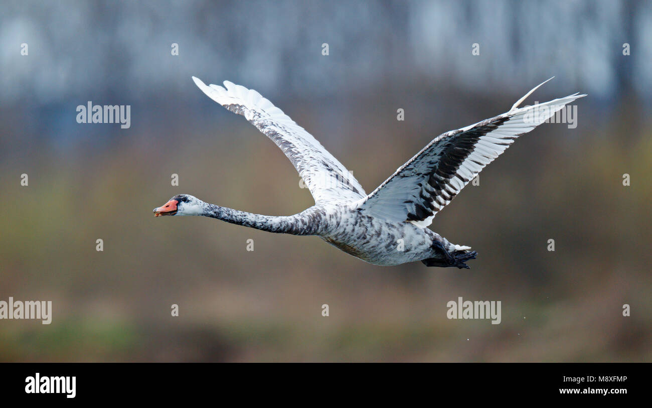 Vliegende hybride Knobbelzwaan x Zwarte Zwaan; Fliegen hybrid Black