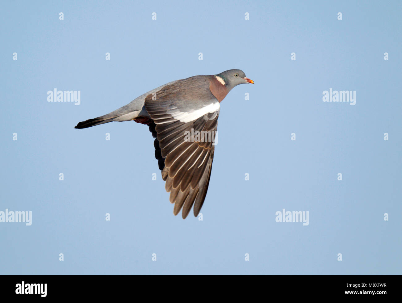 Vliegende, trekkende Houtduif; Fliegen, die Migration von gemeinsamen Ringeltaube Stockfoto