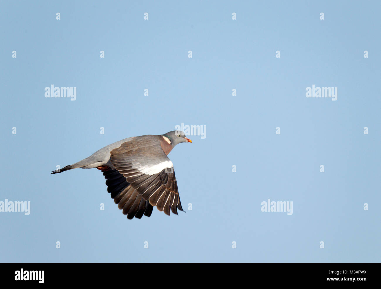 Vliegende, trekkende Houtduif; Fliegen, die Migration von gemeinsamen Ringeltaube Stockfoto