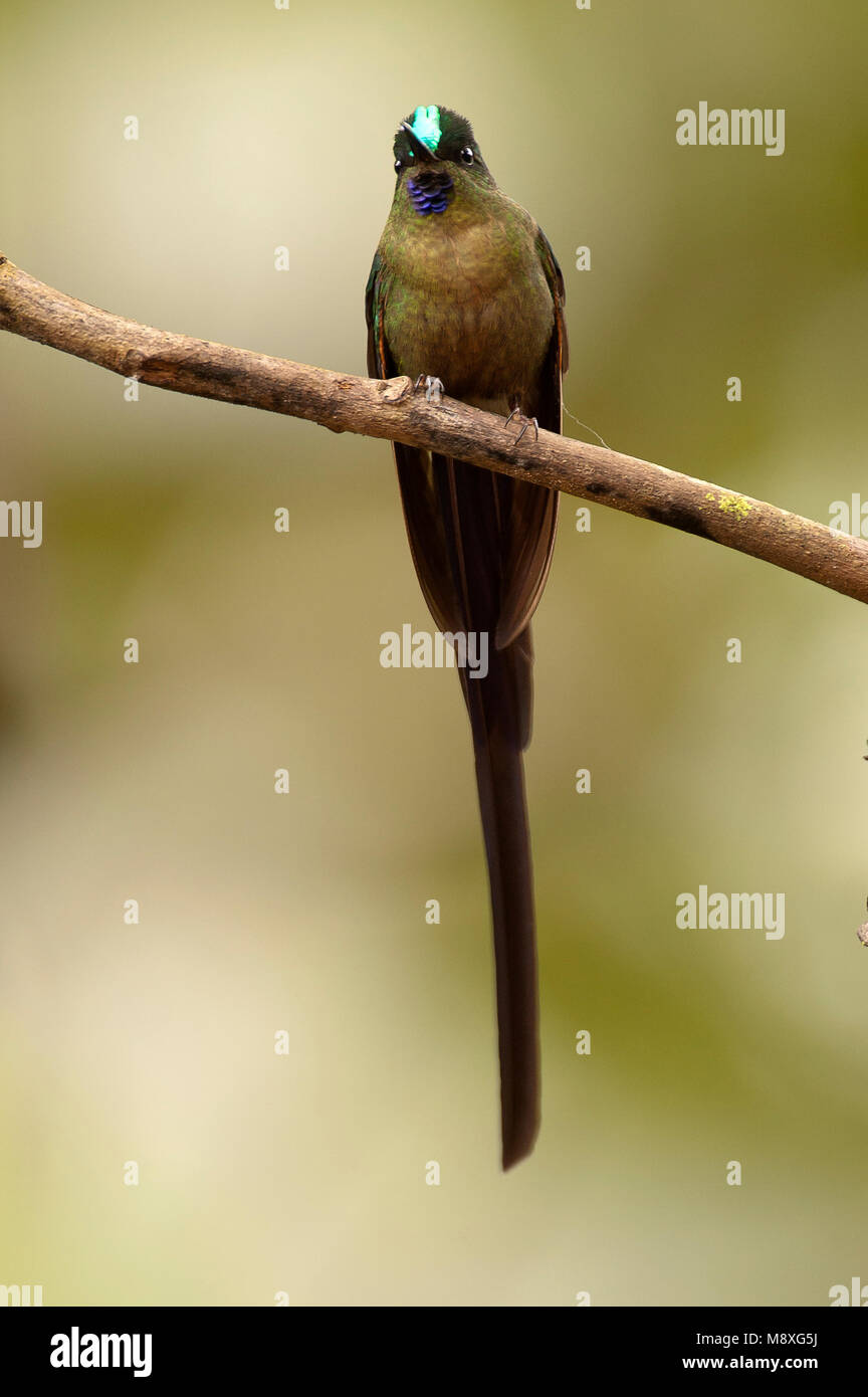 Langstaartnimf, Long-tailed Sylph Stockfoto