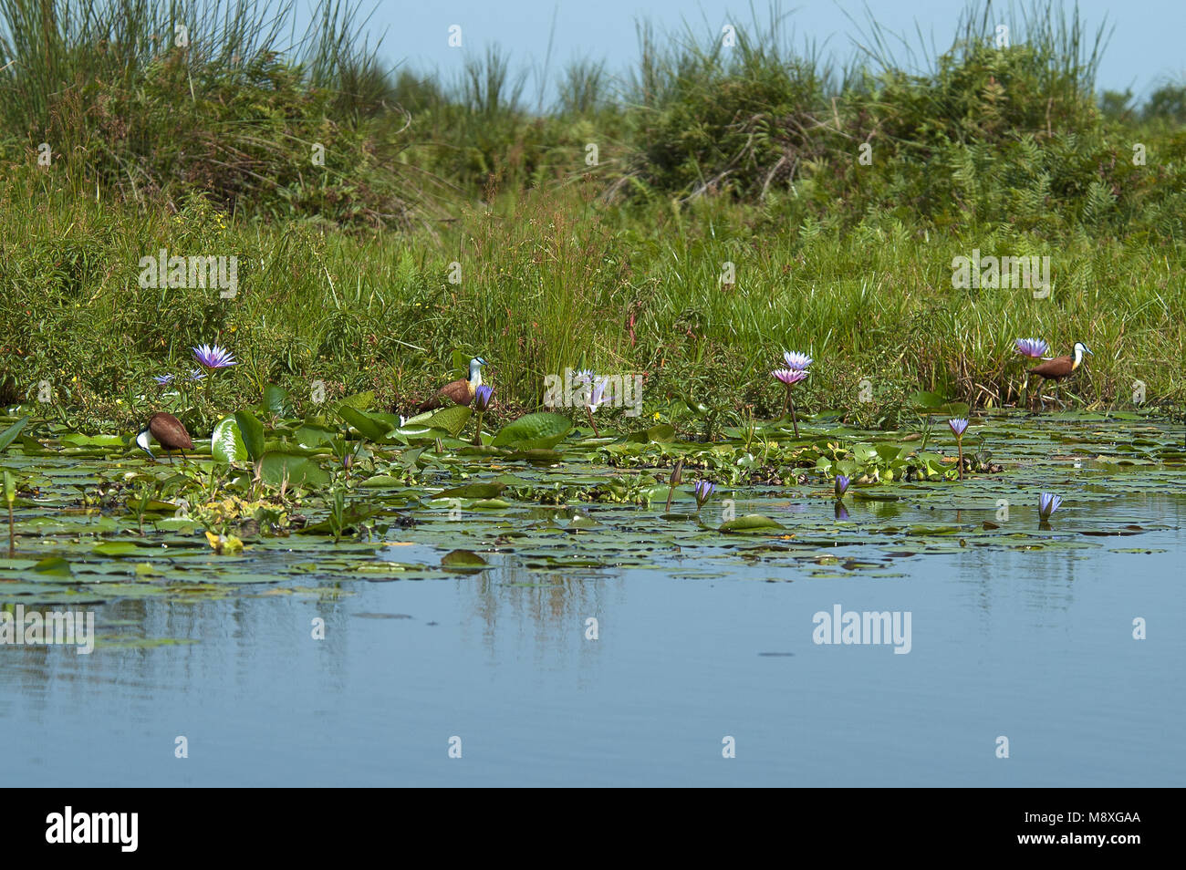 Lelie-loper op waterlelie, African Jacana auf Lilly Stockfoto