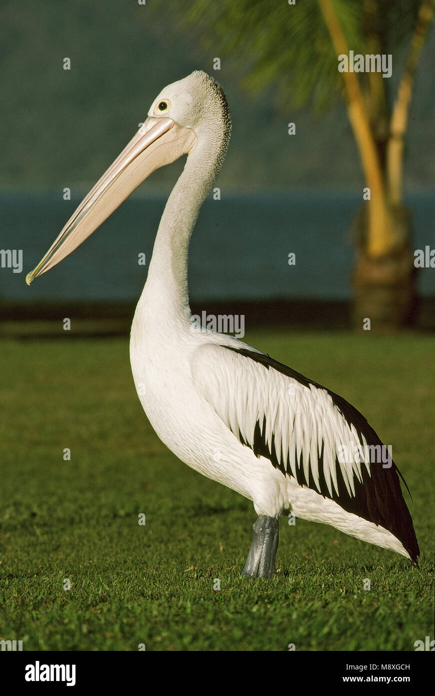 Australian Pelican stehend; Brilpelikaan staand Stockfoto