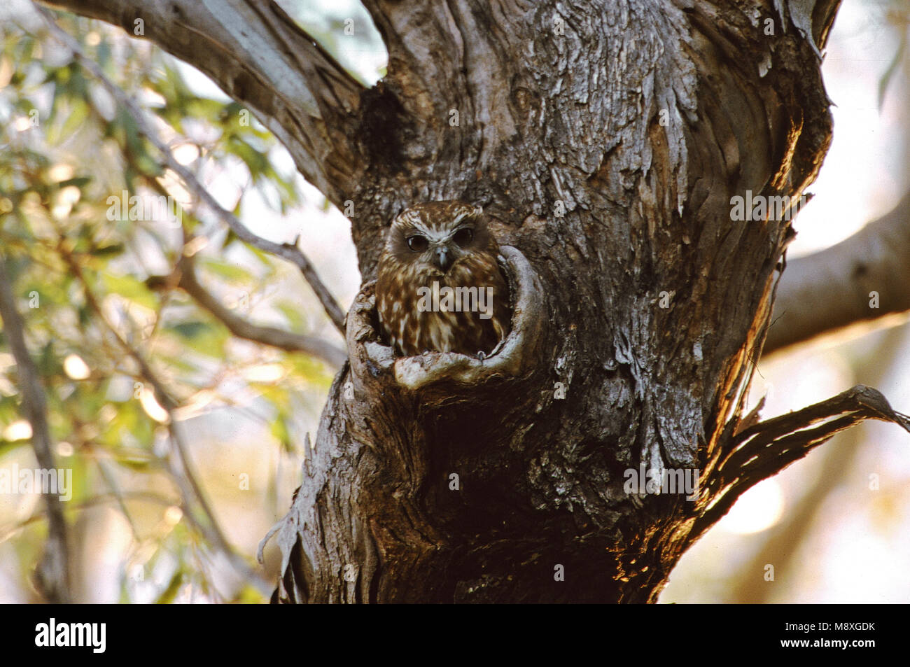 Barking Owl im Loch im Baum; Blafuil in Dragør van een Boom Stockfoto