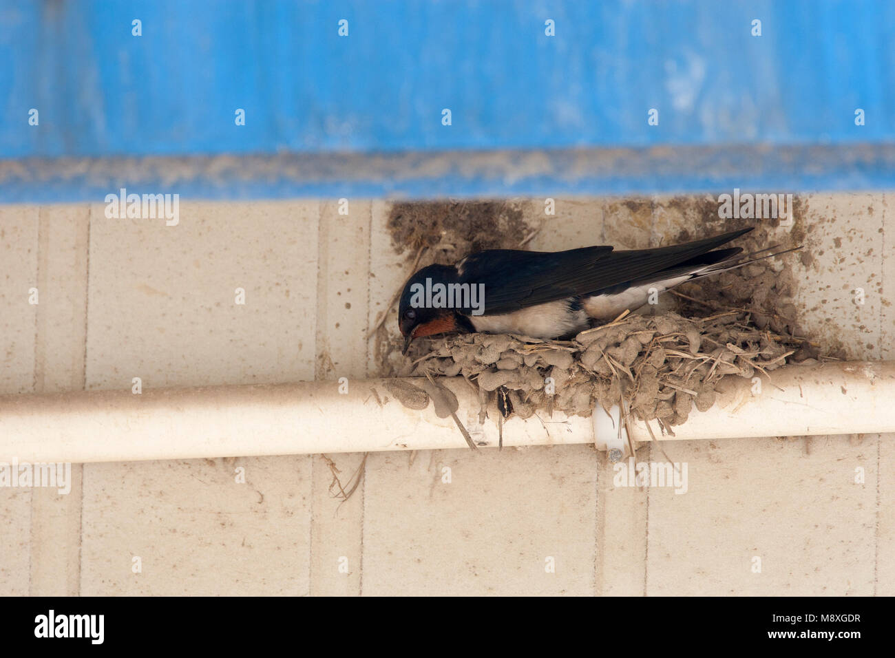 Bouwend boerenzwaluw Nest; Rauchschwalbe Gebäude Nest Stockfoto