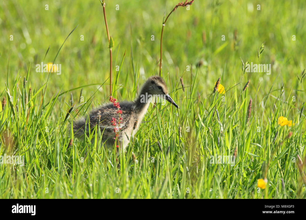 Grutto jong foeragerend in Gras; Uferschnepfe Jugendlicher auf Nahrungssuche im Gras Stockfoto