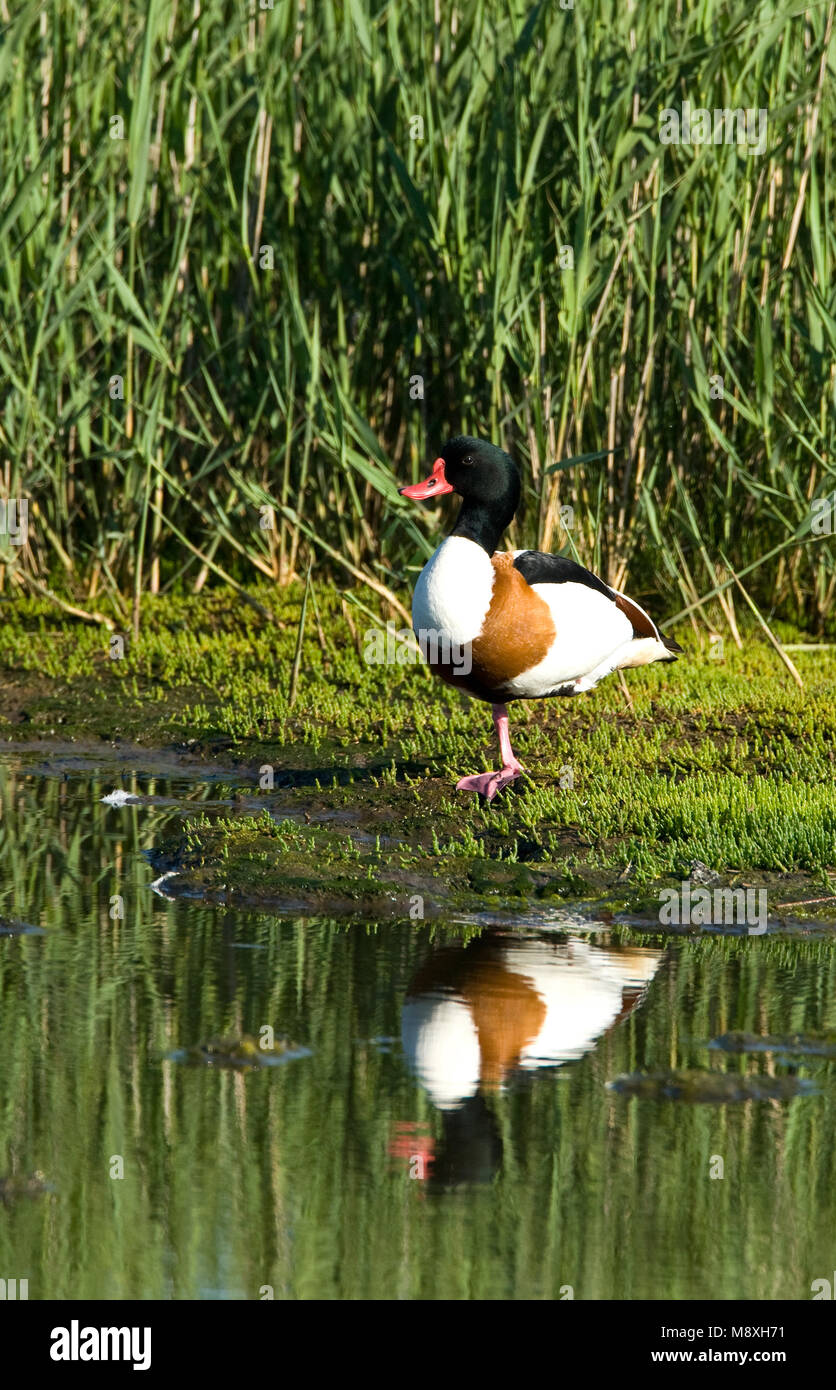 Bergeend aan de Waterkant; Gemeinsame Brandgänse in der Nähe von Wasser Stockfoto