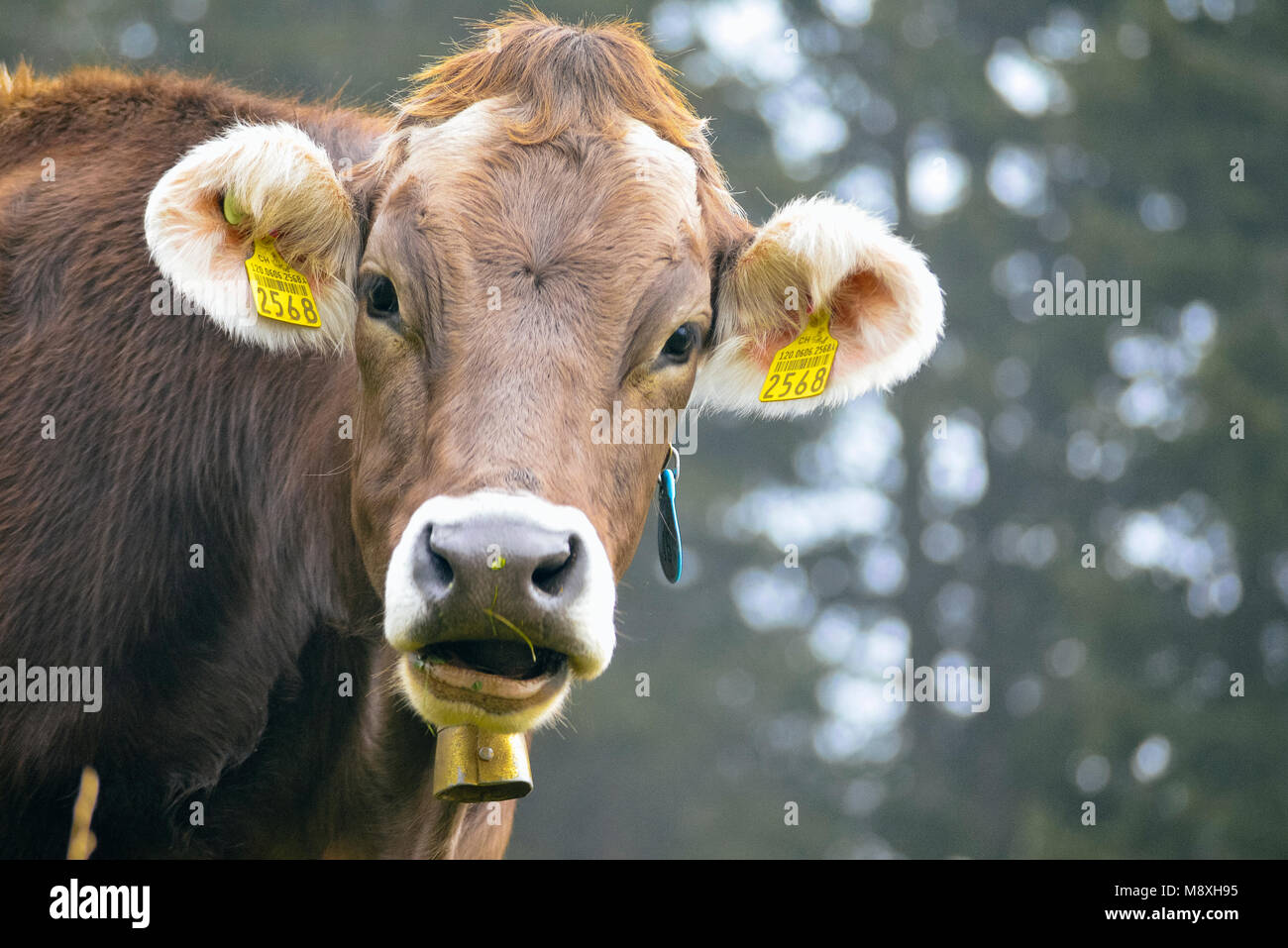 Brown Swiss (bruna alpina) Kuh in Alpine Wiesen oberhalb Lenzerheide Graubünden Schweiz Stockfoto