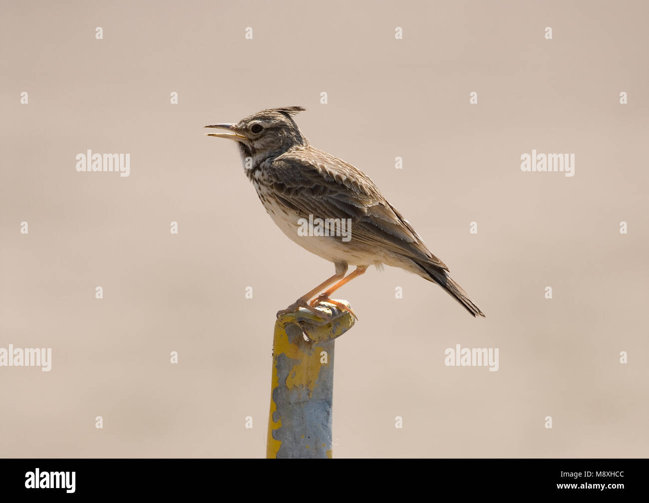Crested Lark singen; Kuifleeuwerik zingend Stockfoto