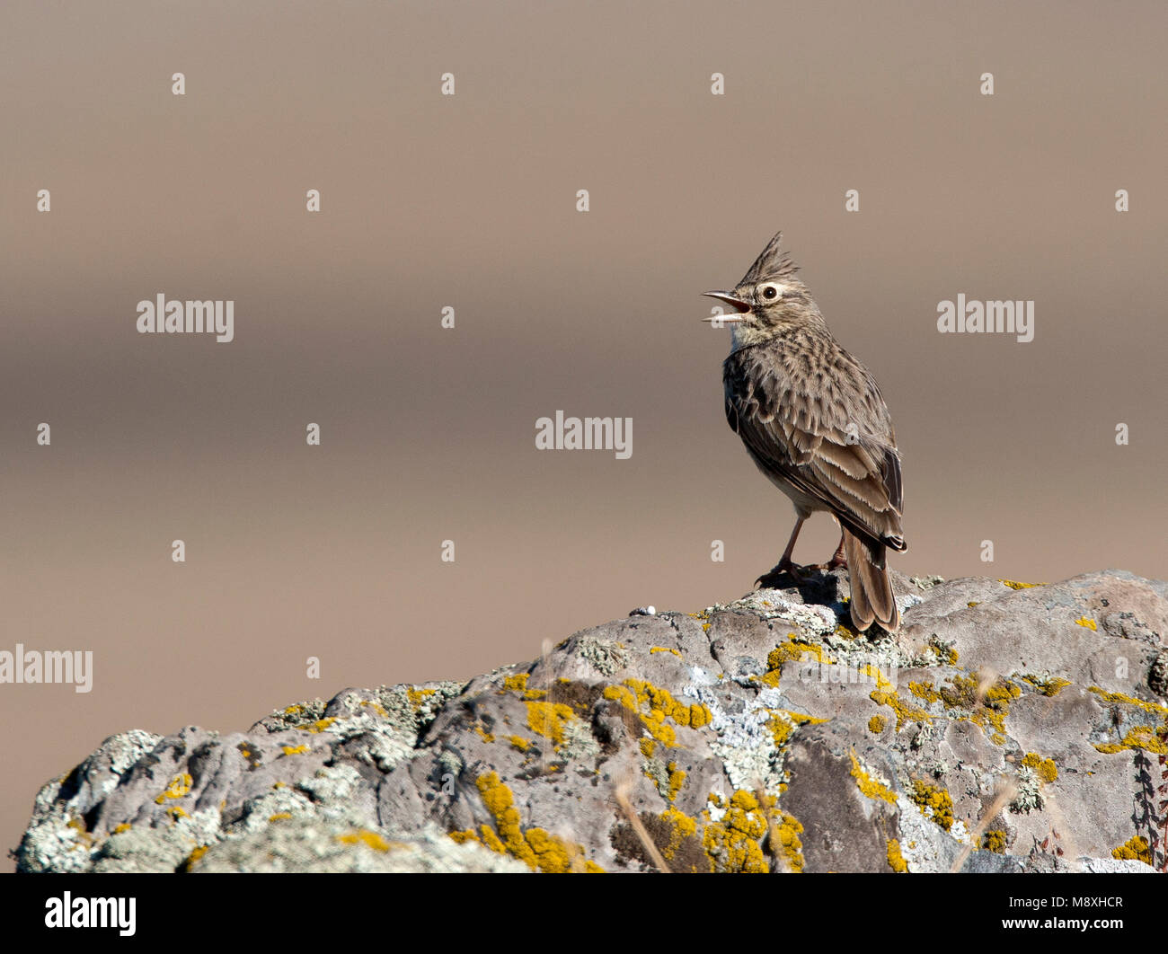 Kuifleeuwerik zingend; Crested Lark singen Stockfoto