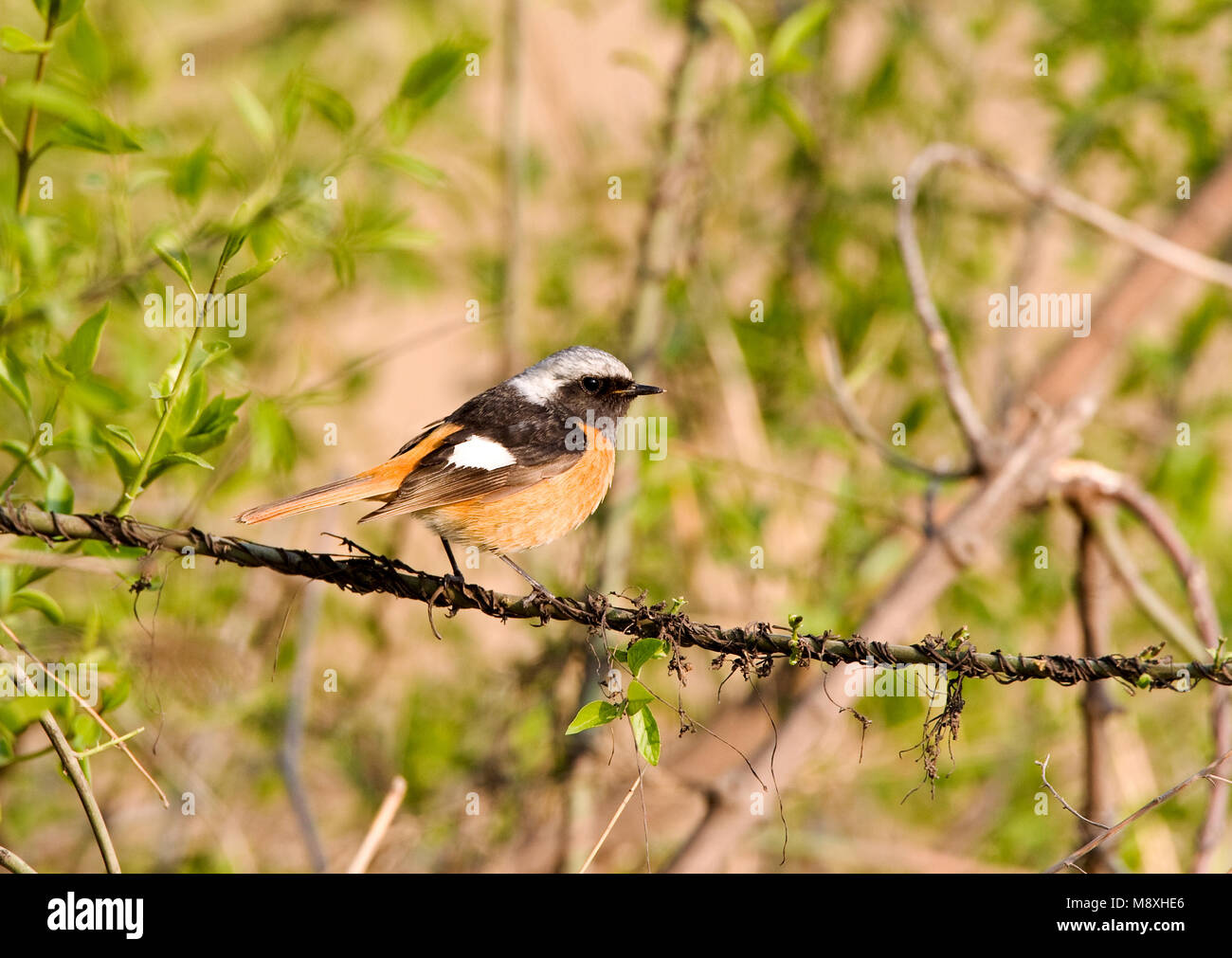 Spiegelroodstaart, Daurian Redstart Stockfoto