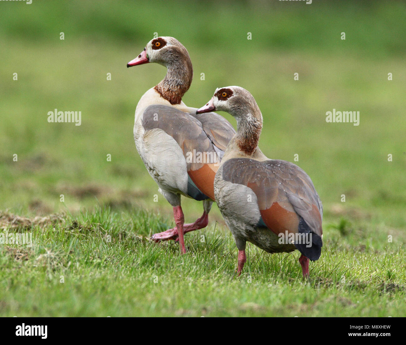 Nijlgans lopend in Weiland; Nilgans wandern in der Wiese Stockfoto