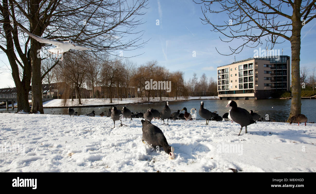 Meerkoet in sneeuw bij stadsvijver; Eurasischen Blässhuhn im Schnee in der Nähe von Teich Stockfoto