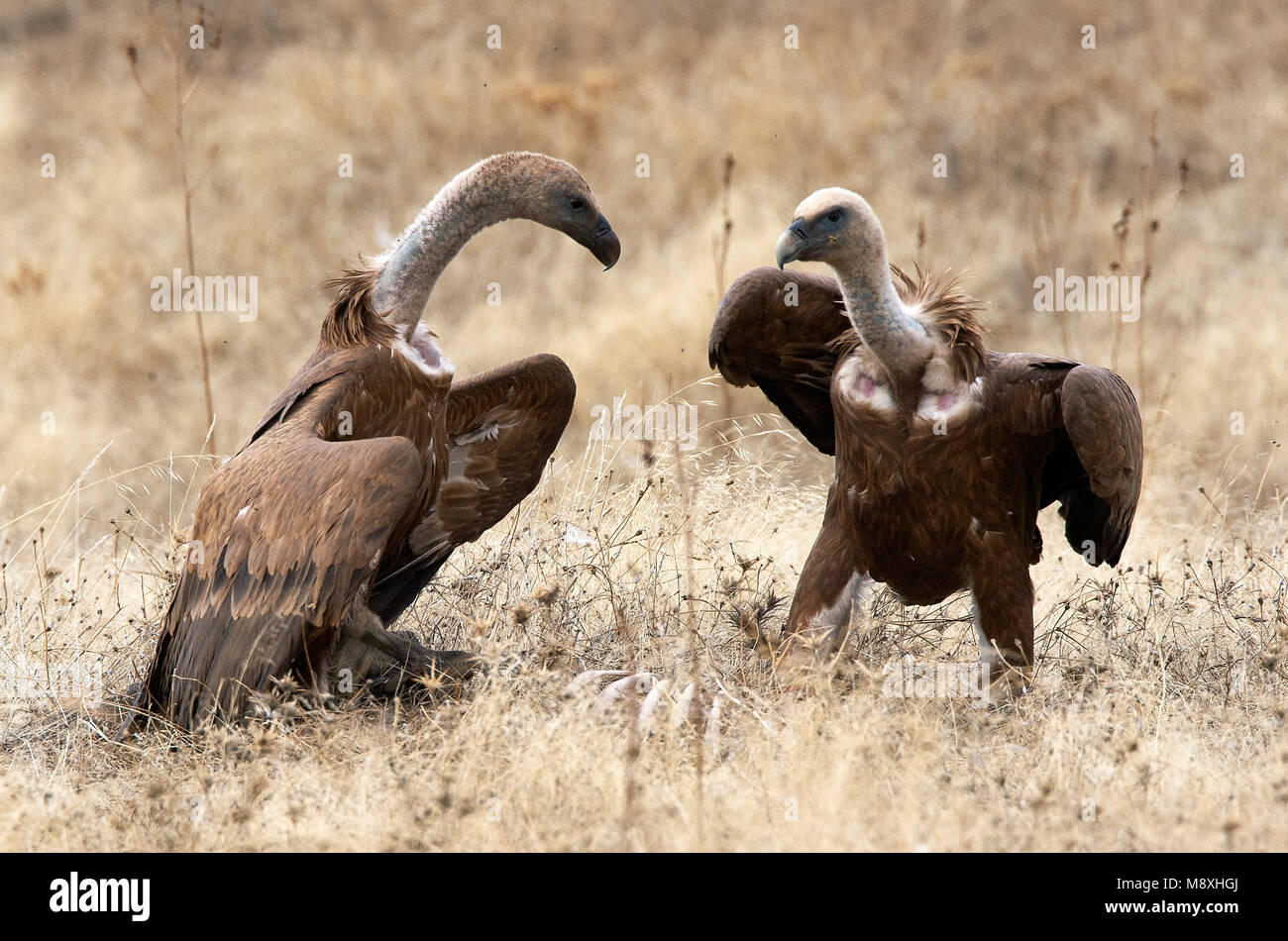 Vale Gieren; vechtend Gänsegeier kämpfen Stockfoto