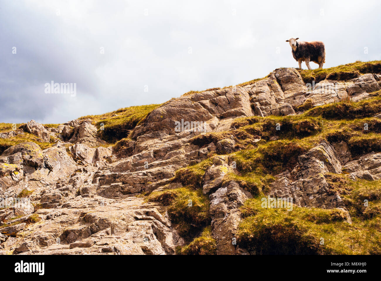 Herdwick-schafe oben slabby Felsen an den Hängen des Langdale Pikes im englischen Lake District Stockfoto