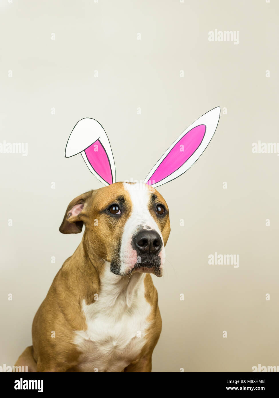 Lustig Hund mit Osterhasen Ohren. Staffordshire Terrier Welpe stellt für Studio shot in hausgemachten Hase Papier Ohren gekleidet Stockfoto
