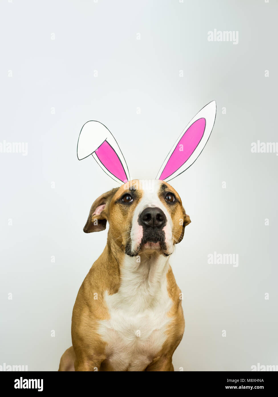 Lustig Hund mit Osterhasen Ohren. Staffordshire Terrier Welpe stellt für Studio shot in hausgemachten Hase Papier Ohren in neutralen weißen Hintergrund gekleidet Stockfoto