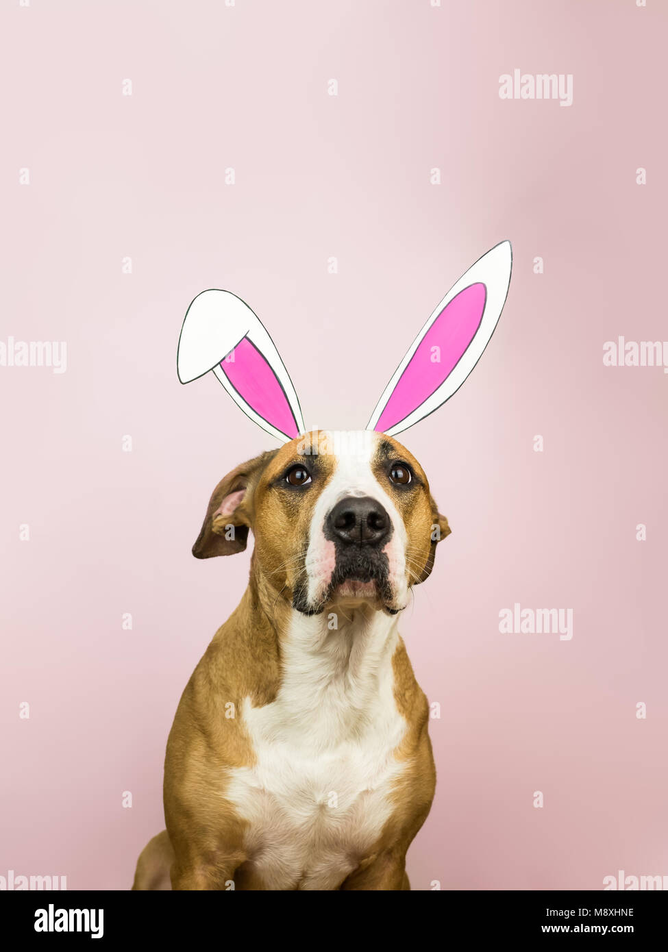Lustig Hund mit Osterhasen Ohren. Staffordshire Terrier Welpe stellt für Studio shot in hausgemachten Hase Papier Ohren in rosa Hintergrund gekleidet Stockfoto
