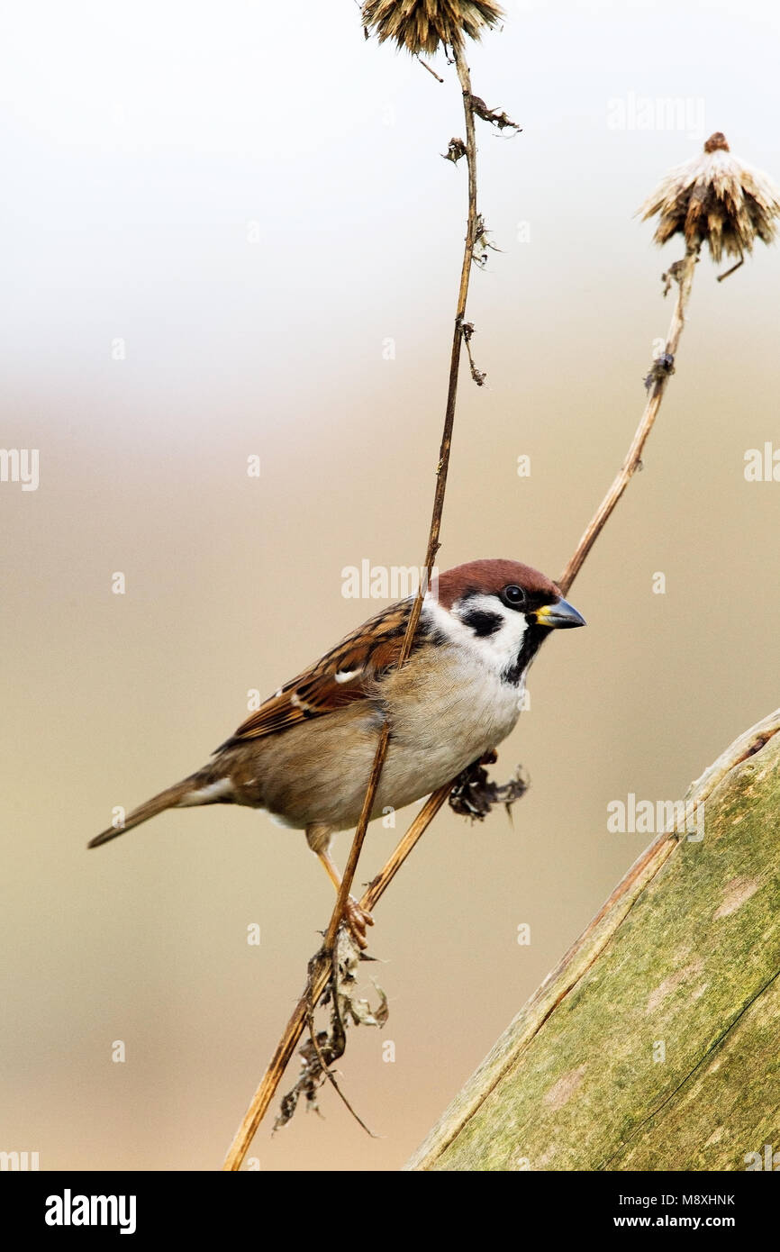 Takje Ringmus op; Eurasischen Feldsperling auf einem Ast sitzend Stockfoto