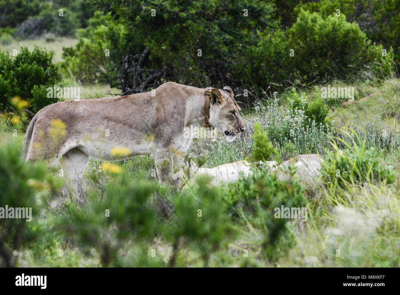 Eine Löwin (Panthera leo) trägt ein Radio Kragen in Addo Elephant Park, Südafrika Stockfoto